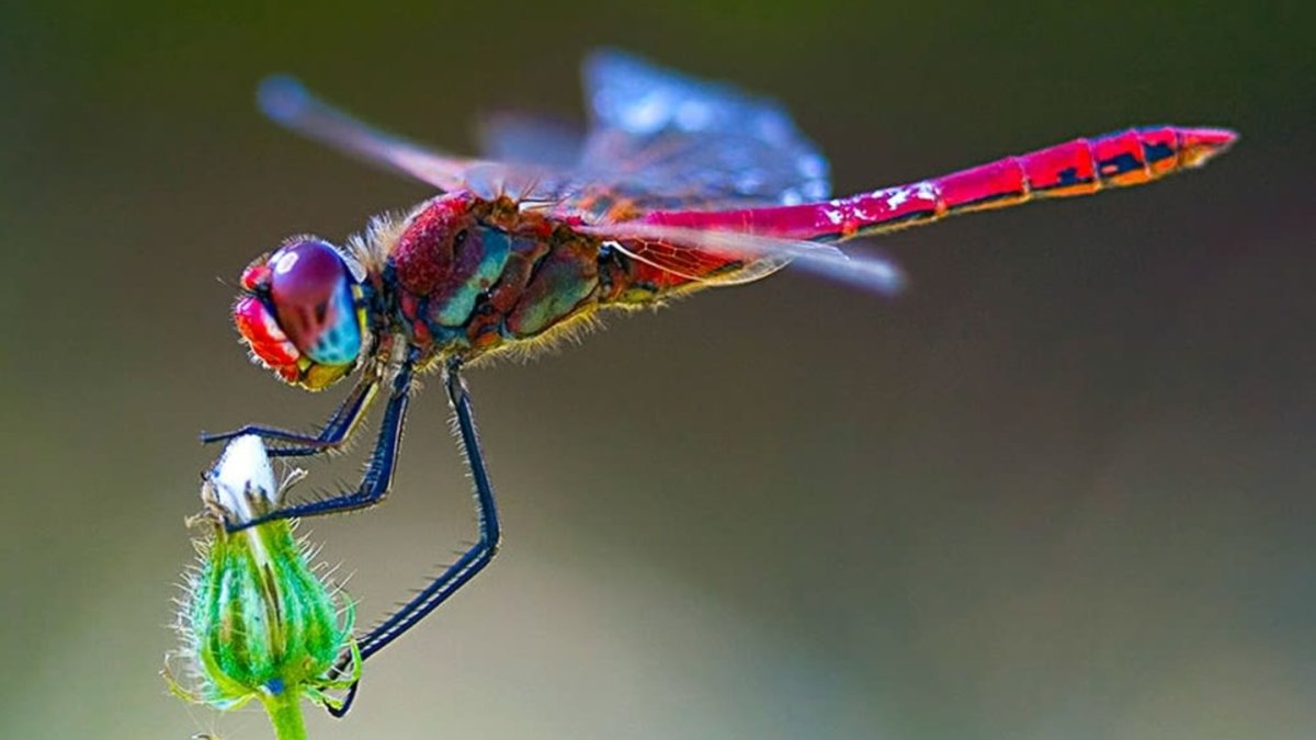 Хвост Стрекозы