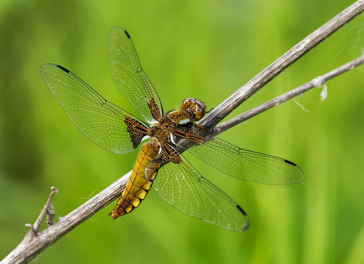 Личинка Стрекозы Дозорщик Император