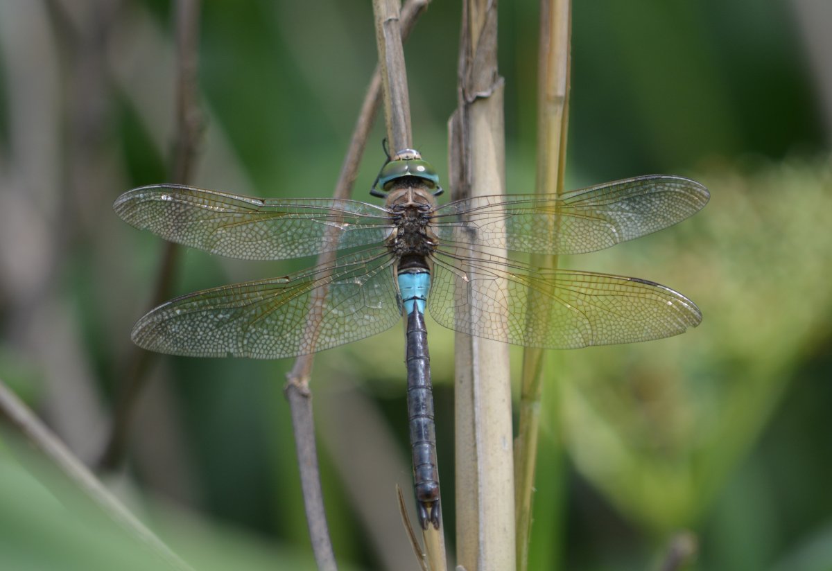 Erythromma viridulum