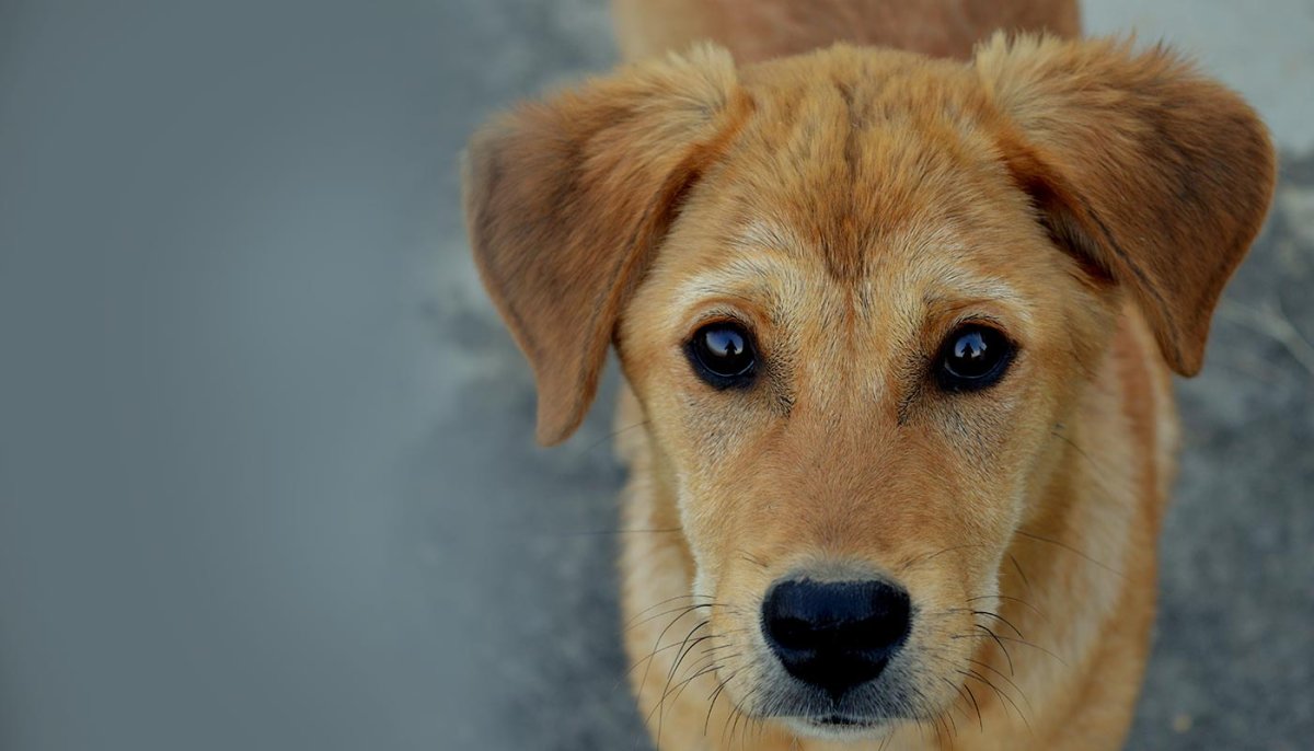 Рыжая дворняга Асадов