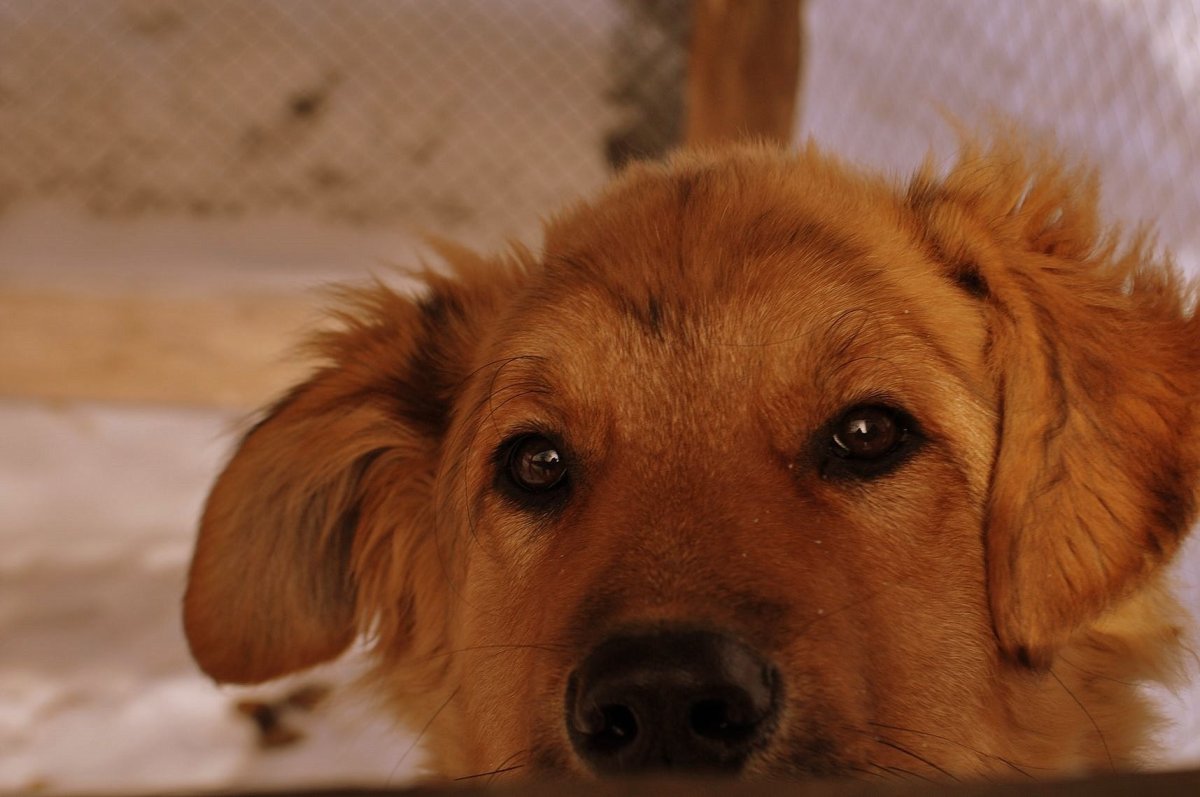 Собака тоскует