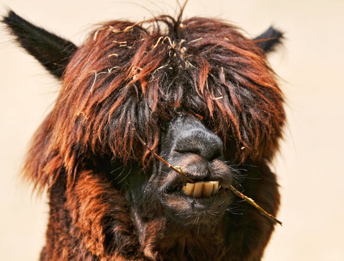 Броненосец милый