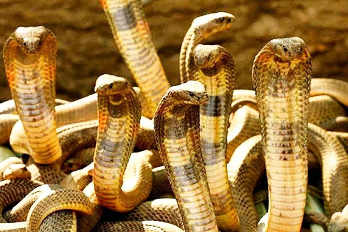 Среднеазиатская Кобра в России