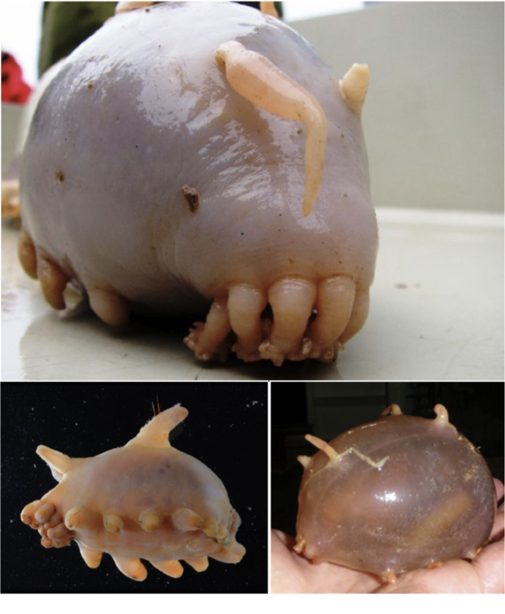 Рыба-капля (psychrolutes marcidus)