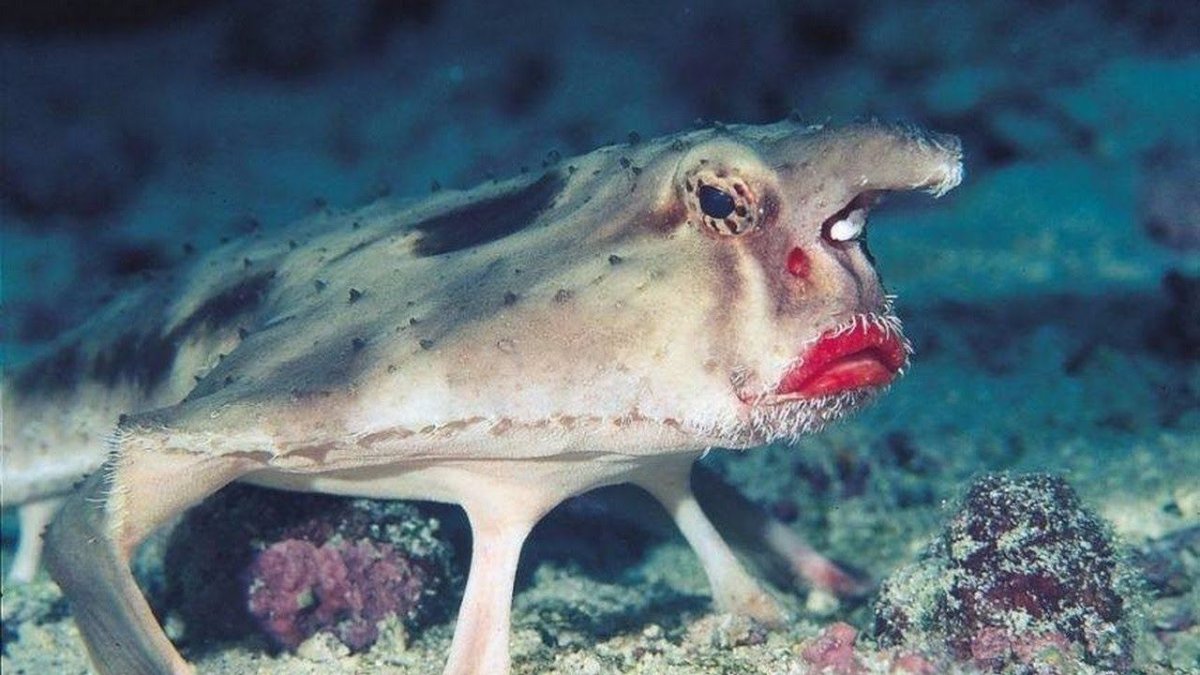 Травоядный Дракула летучая мышь