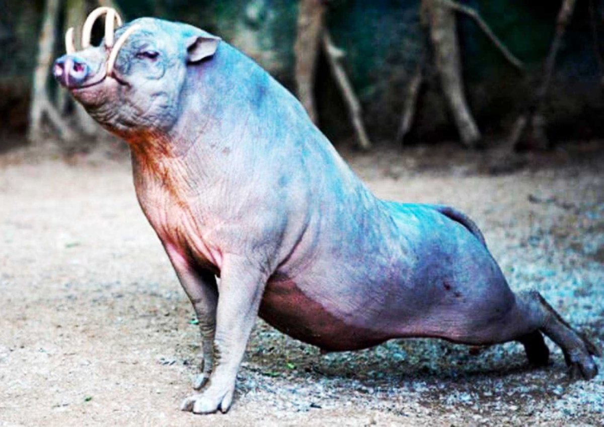 Морская свинья голотурия