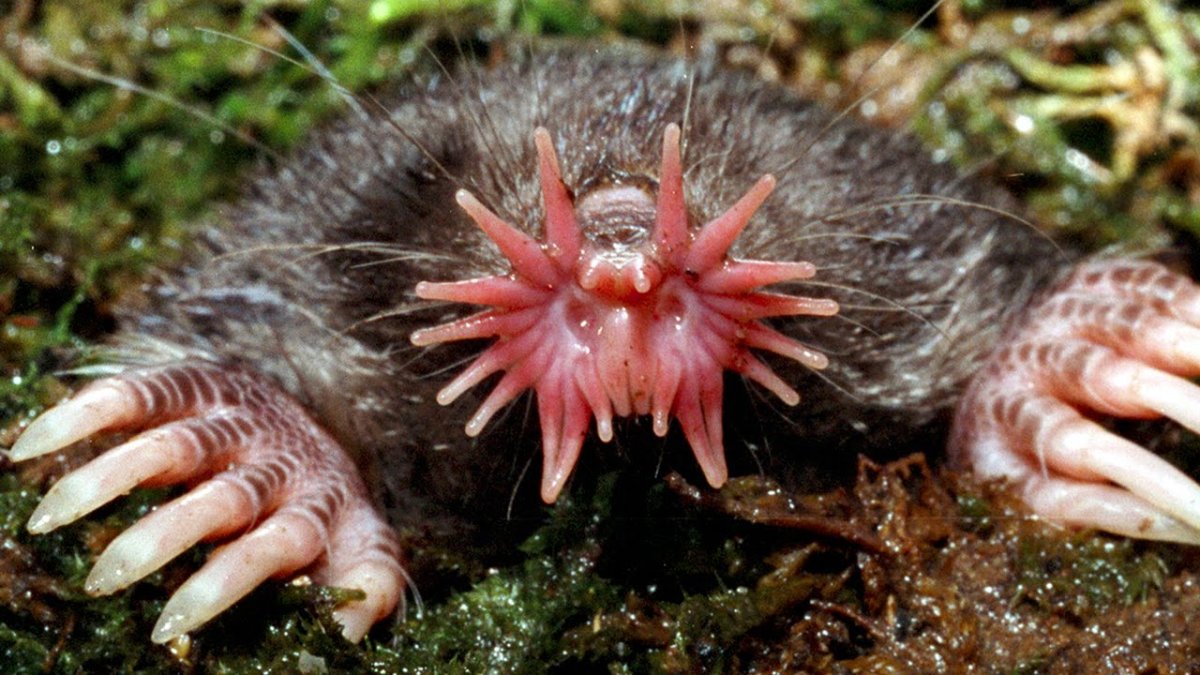 Самая страшная порода собак