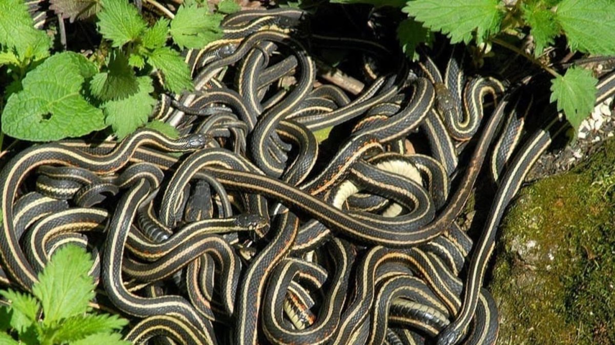 Сдвижение клубок змей