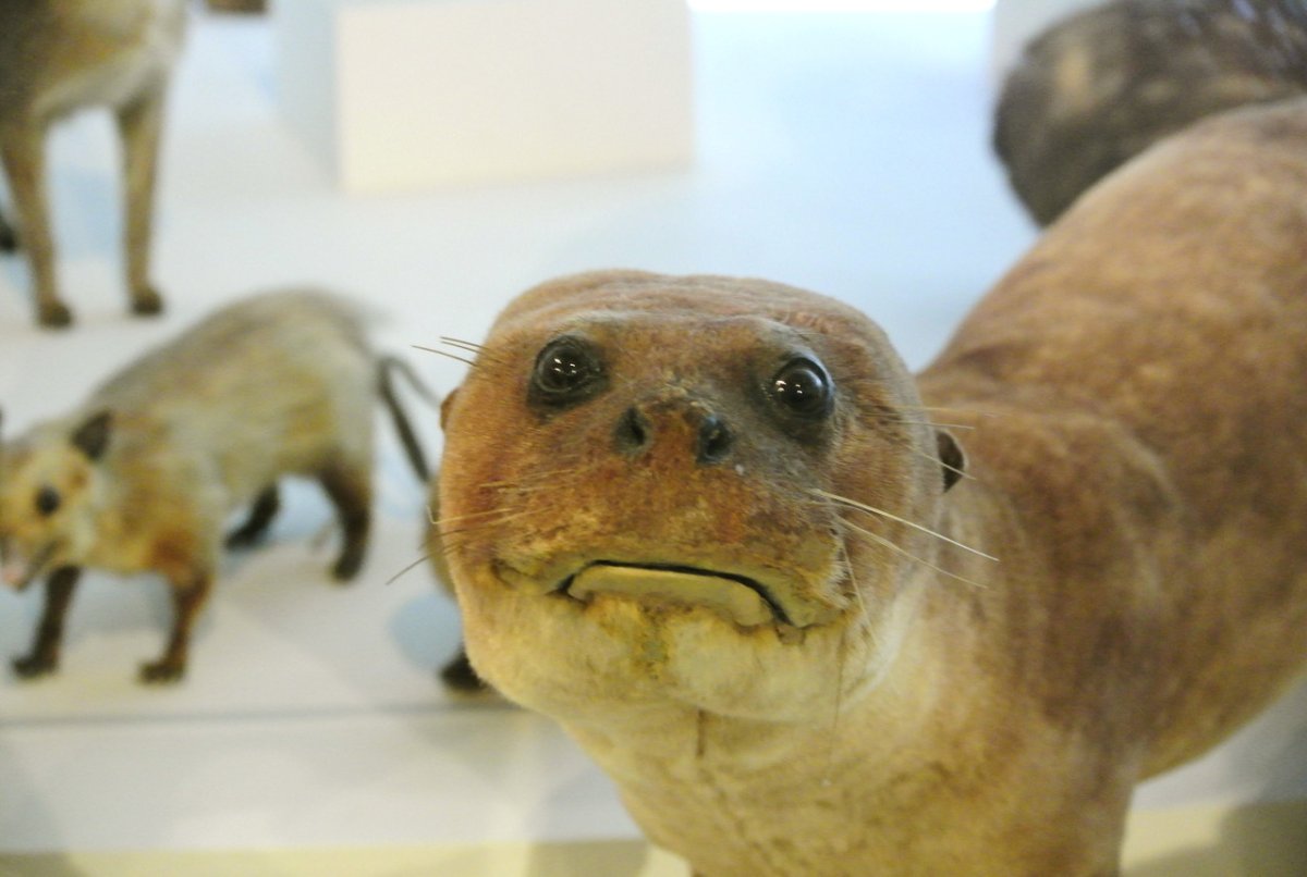 Пурпурная свиноносая лягушка