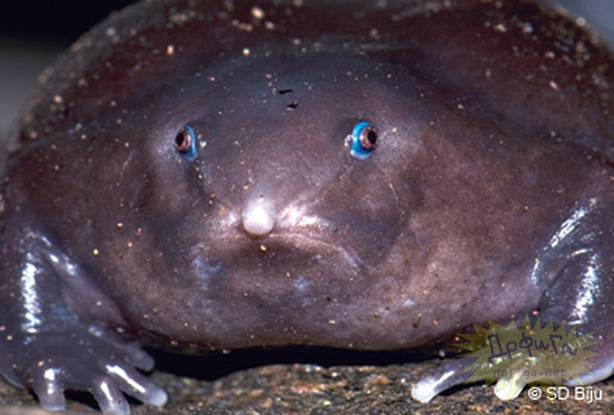 Горилла носач