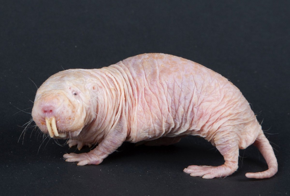 Самый уродливый животный