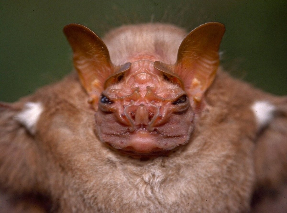 Листонос Складчатомордый летучая мышь