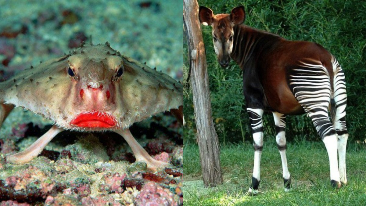 Лемур долгопят