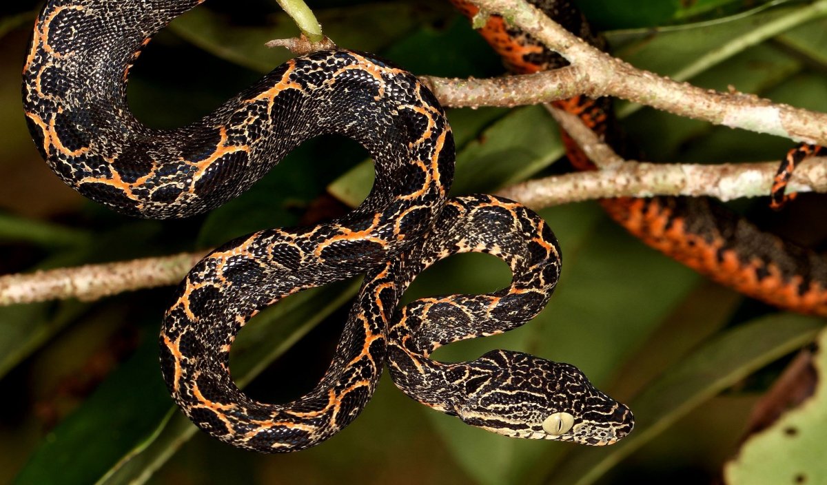 Змея черноголовый полоз