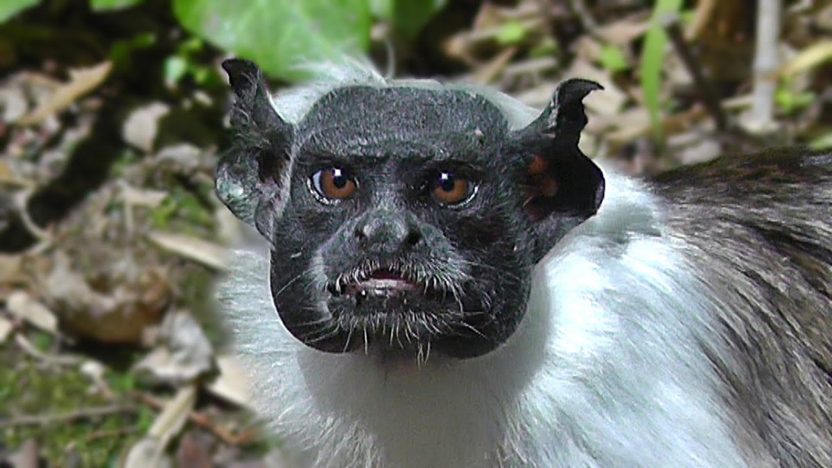 Тамарин обезьяна Пегий