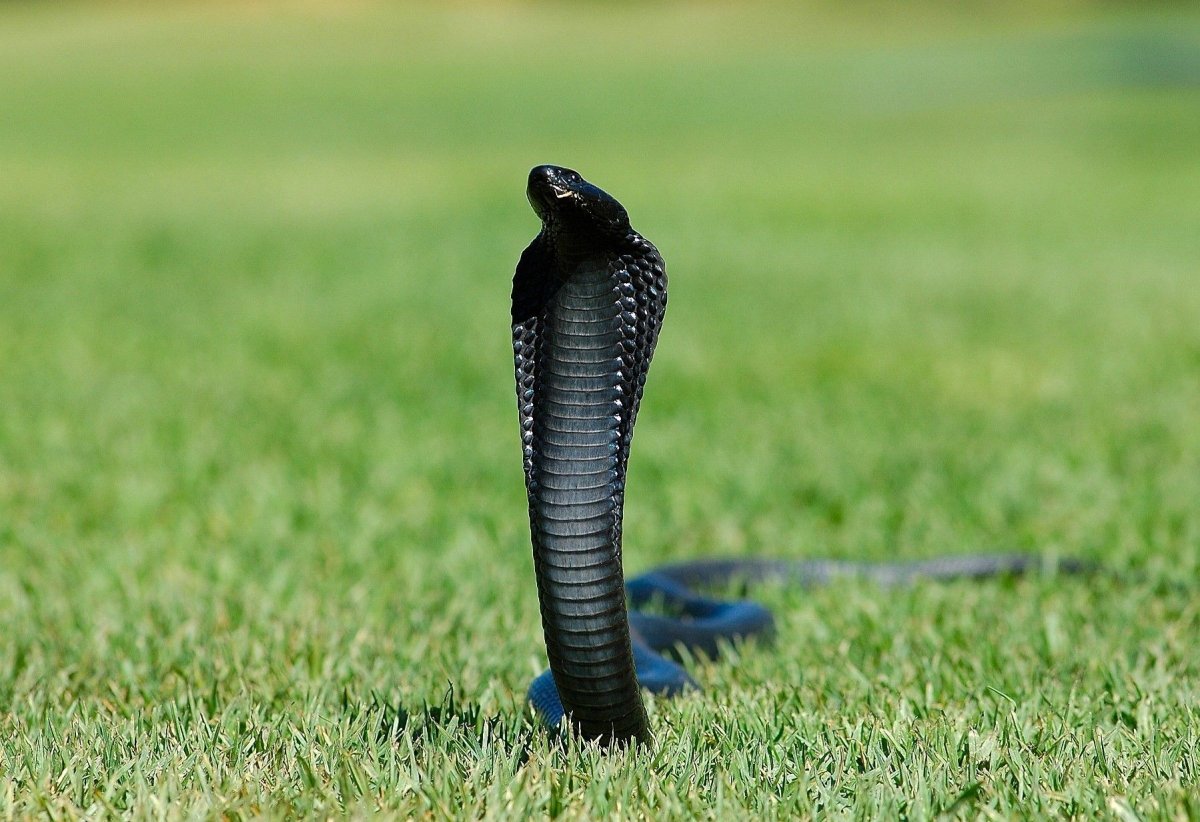 Королевская Кобра черная