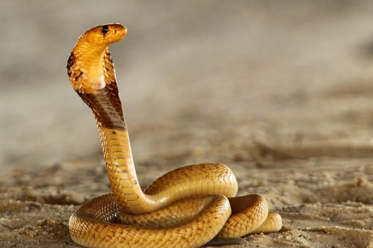 Ошейниковая Кобра