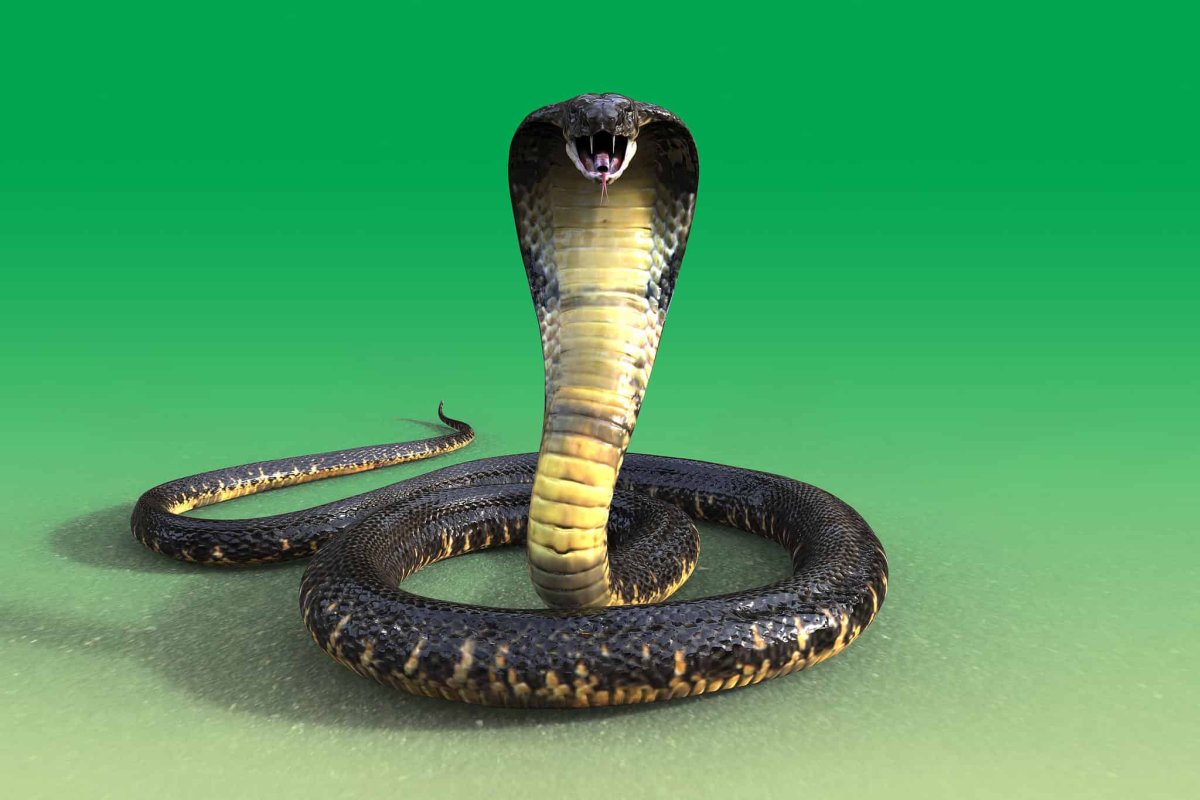 Смешная Кобра