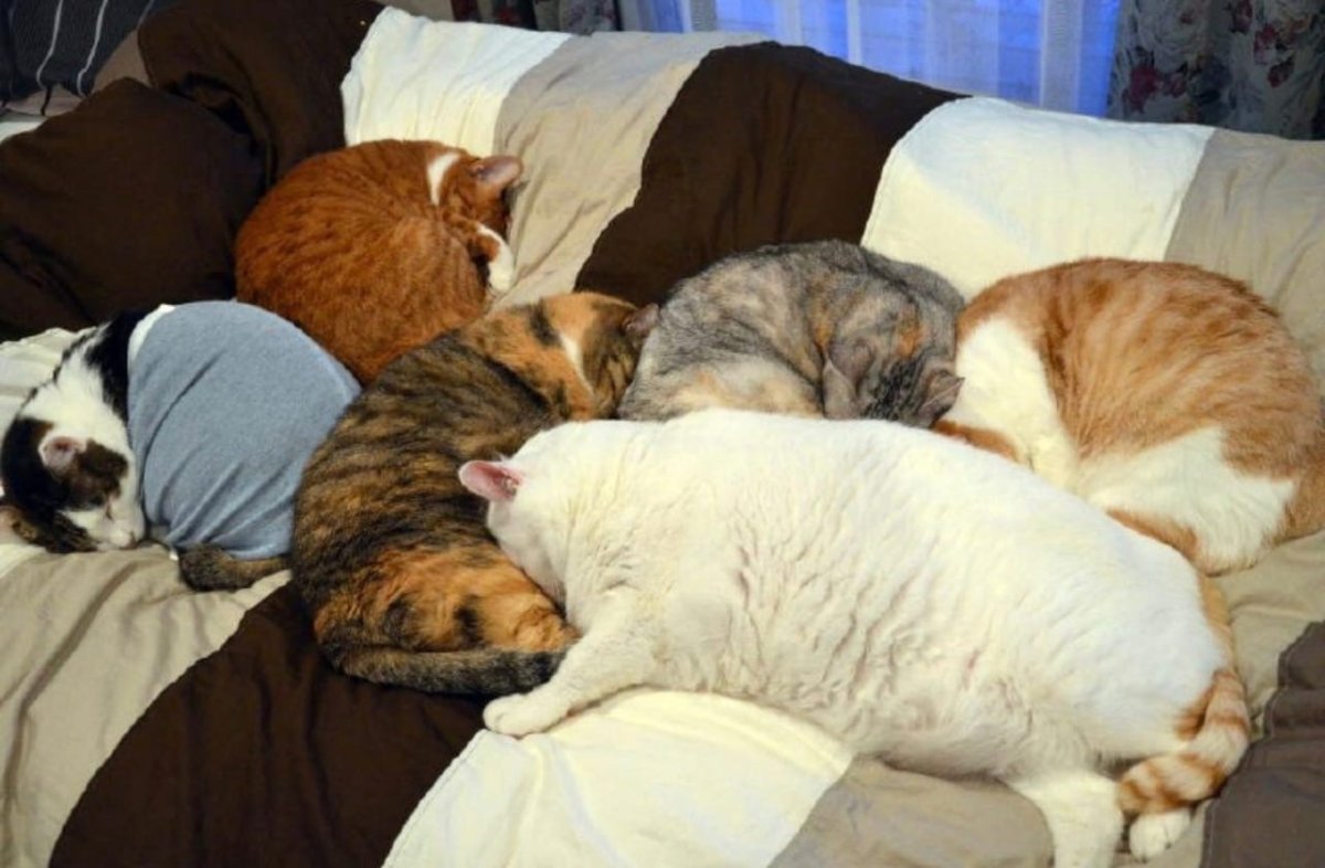 Спящий жирный кот