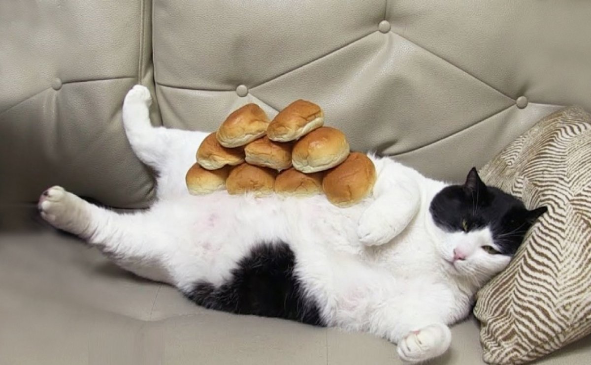 Толстый обожравшийся кот