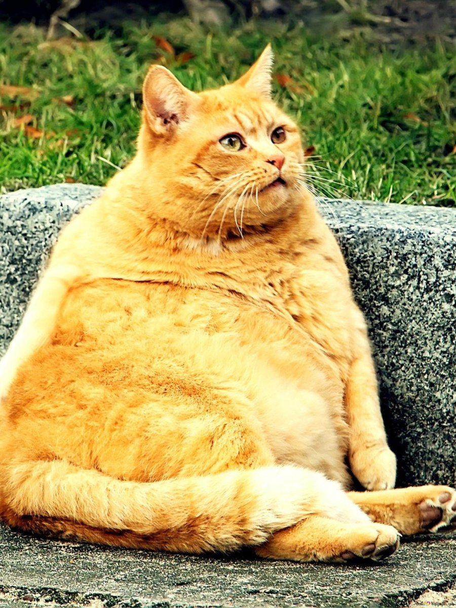 Жирный рыжий кот