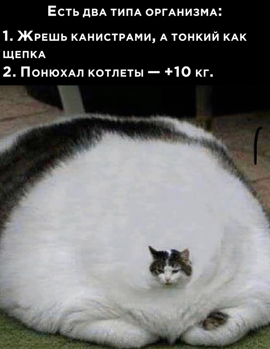 Очень толстые кошки