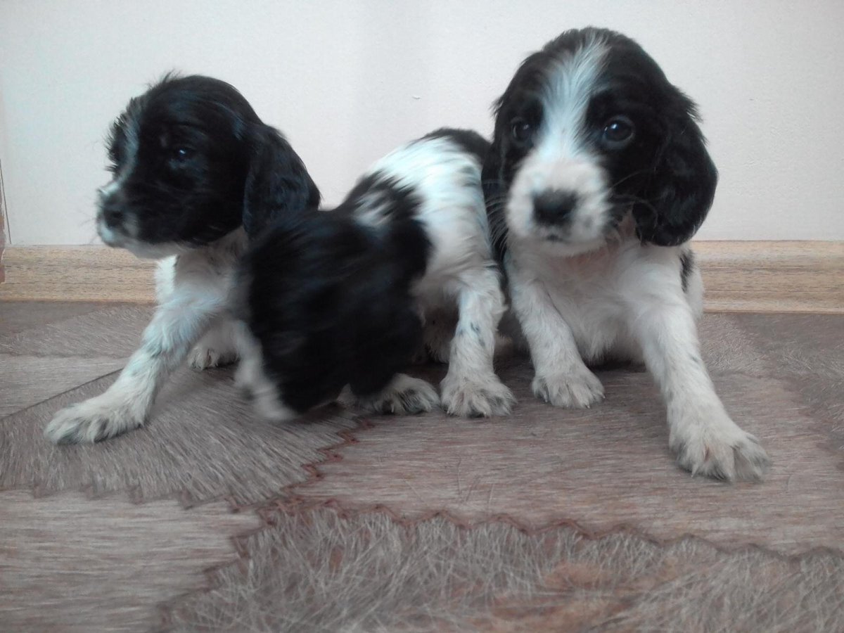 Кокер спаниель русский охотничий