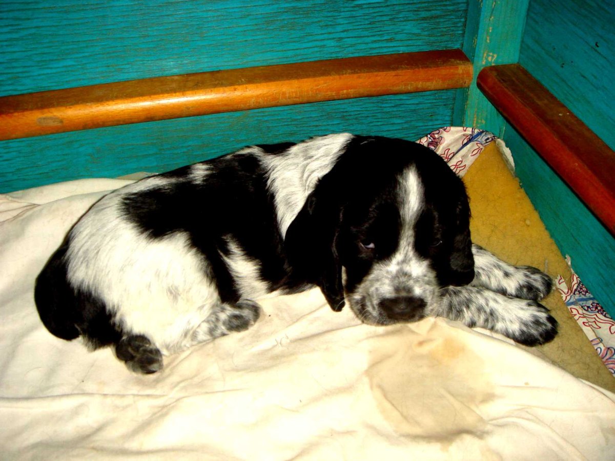 Русский спаниель с хвостом