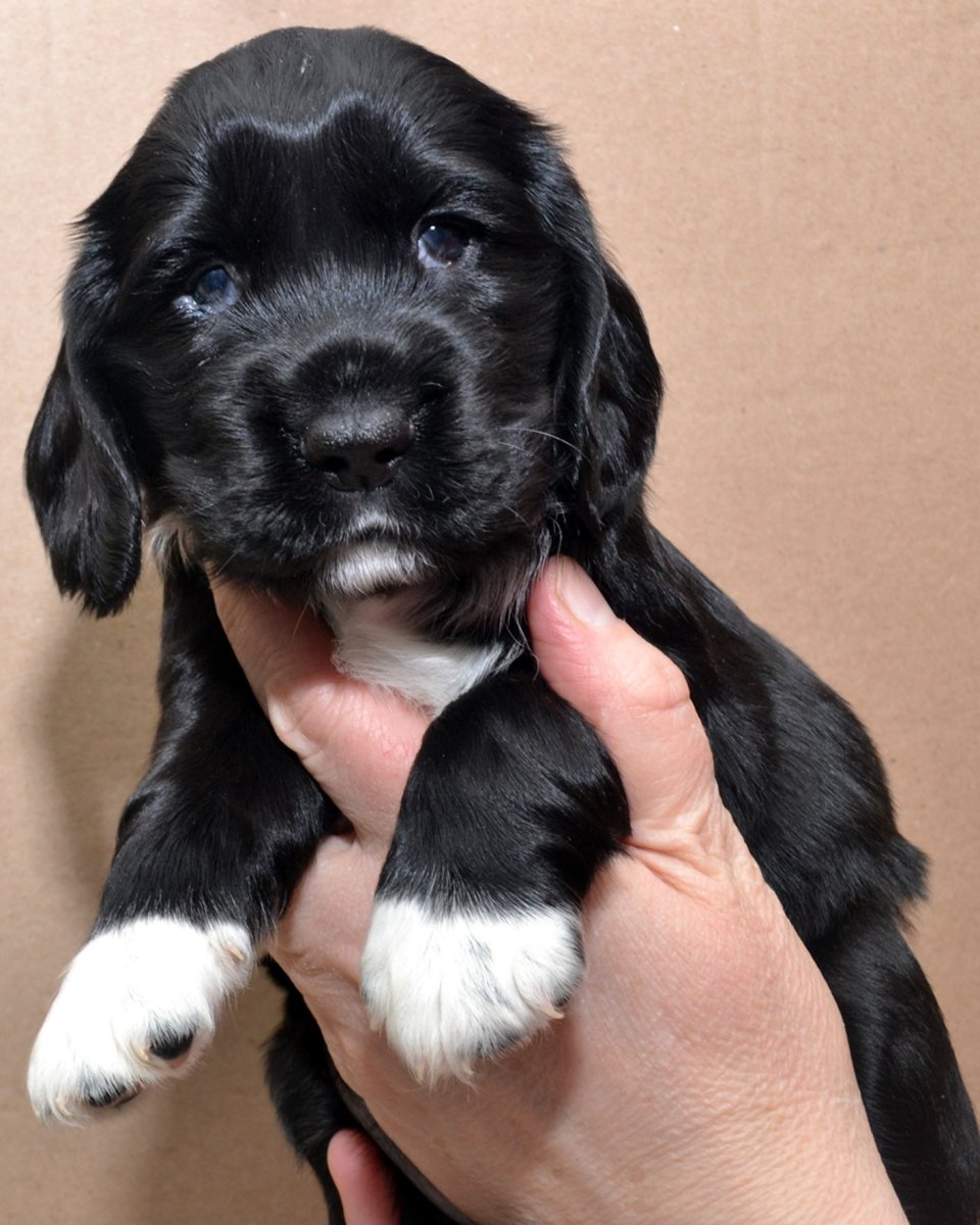 2. Русский охотничий спаниель