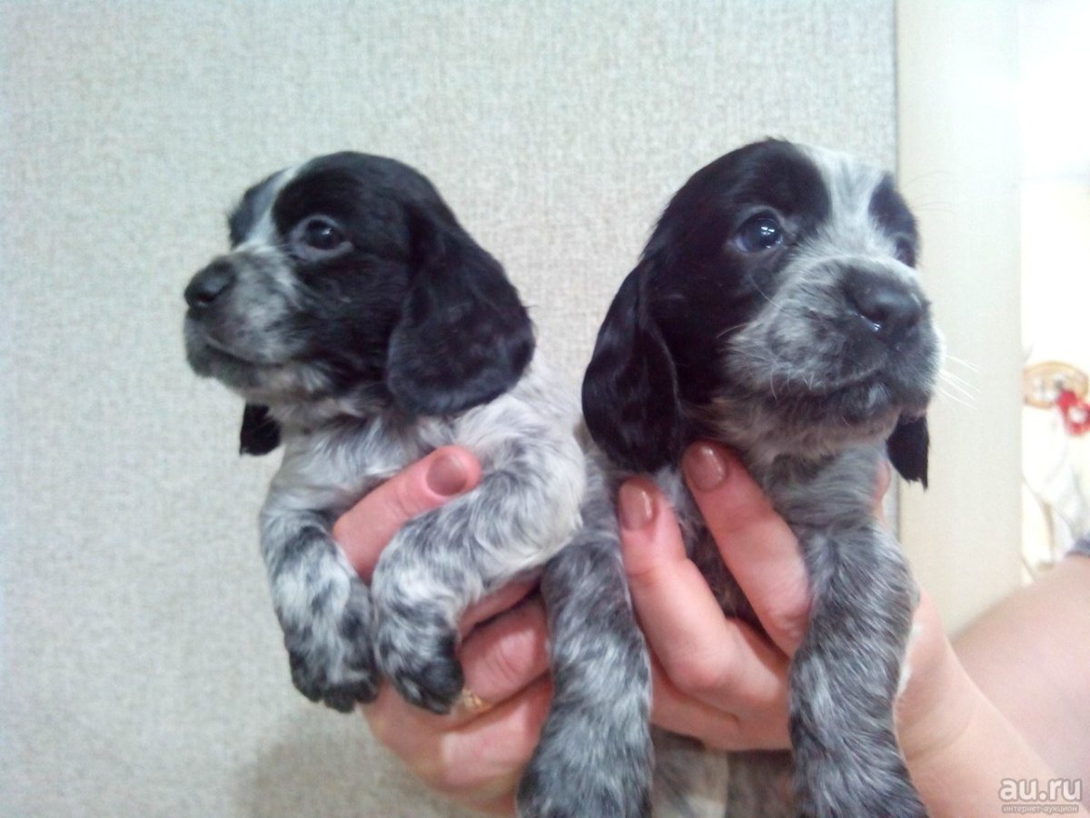 Русский охотничий спаниель щенки 1 месяц