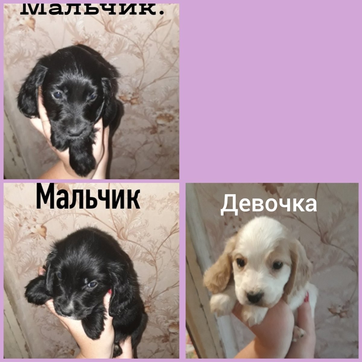 Русский спаниель щенок 6 месяцев