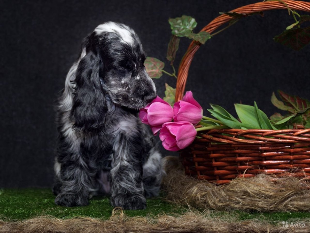 Русский охотничий спаниель щенки