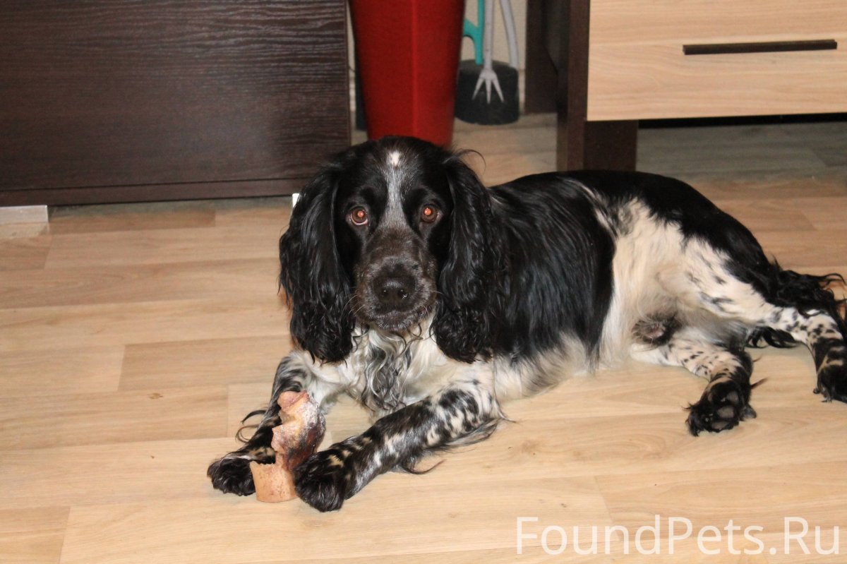 Щенки спаниеля в СПБ