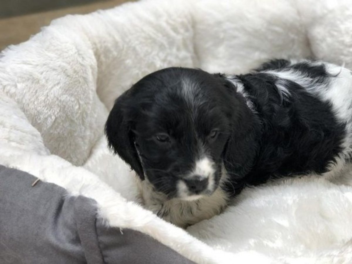 Русские спаниели СПБ