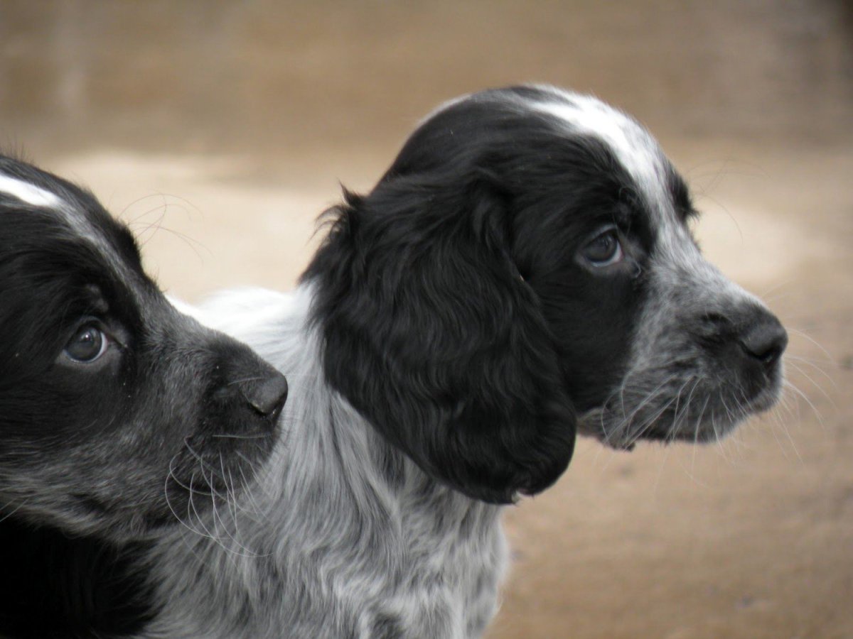 Сибирский спаниель