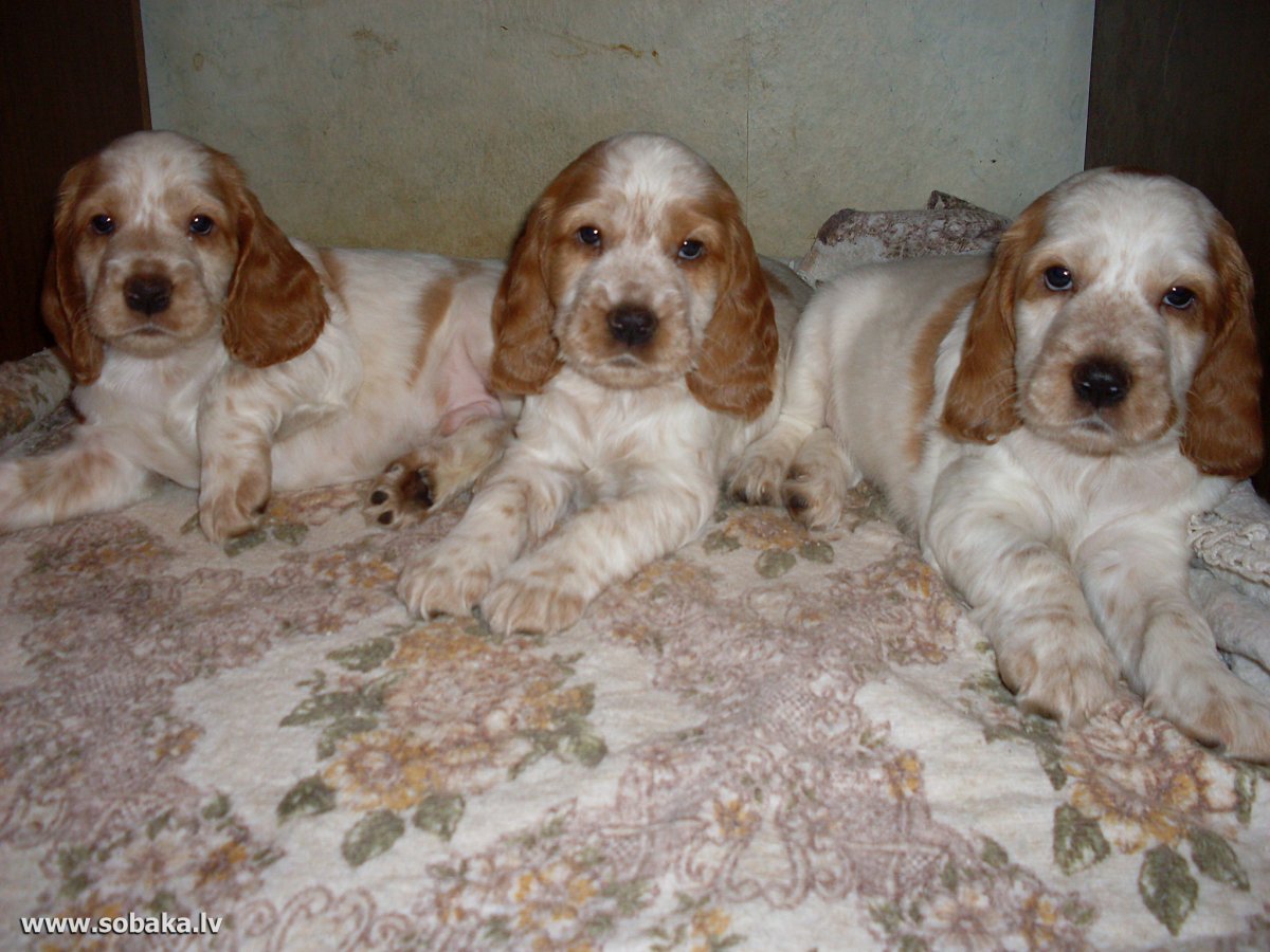 Рос спаниель