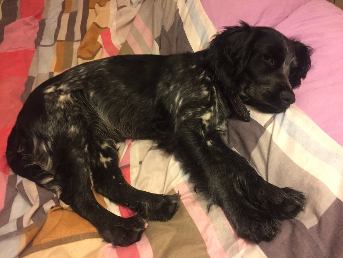 Русский охотничий спаниель