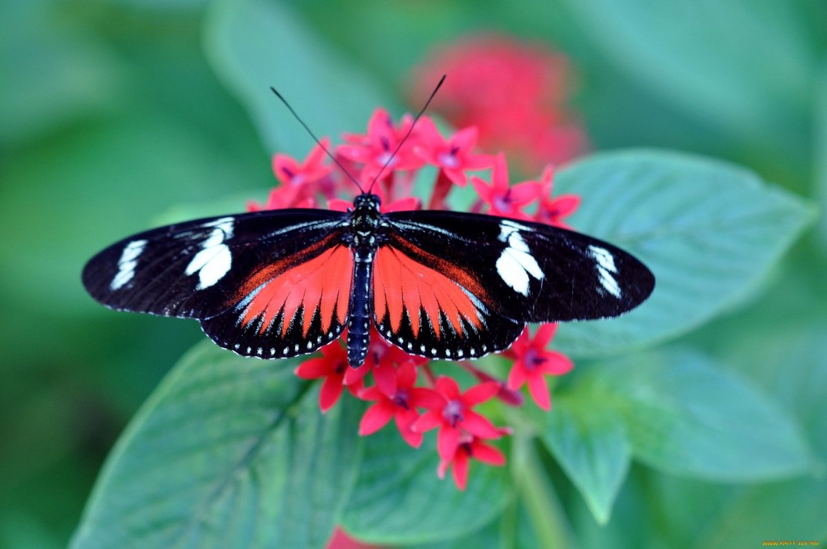 Бабочка Кардинал Махаон