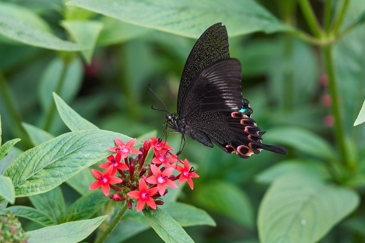 Бабочка Кардинал Махаон