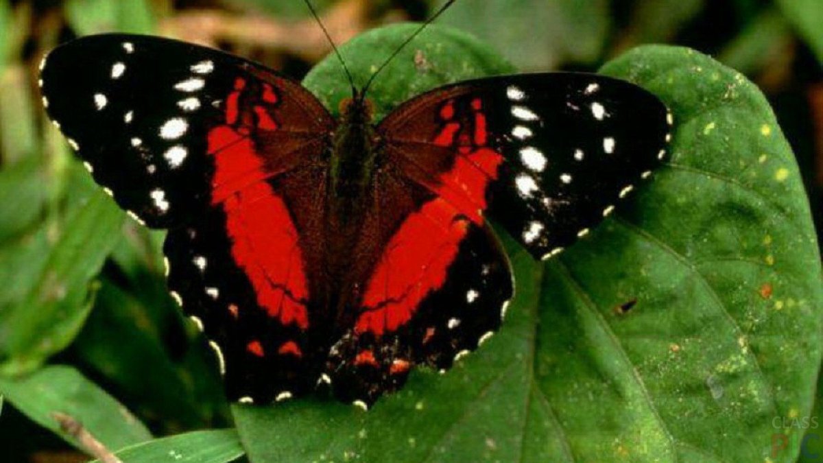 Черный Кардинал бабочка