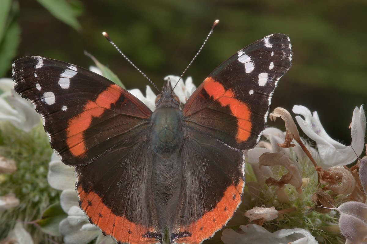 Парусник троил бабочка