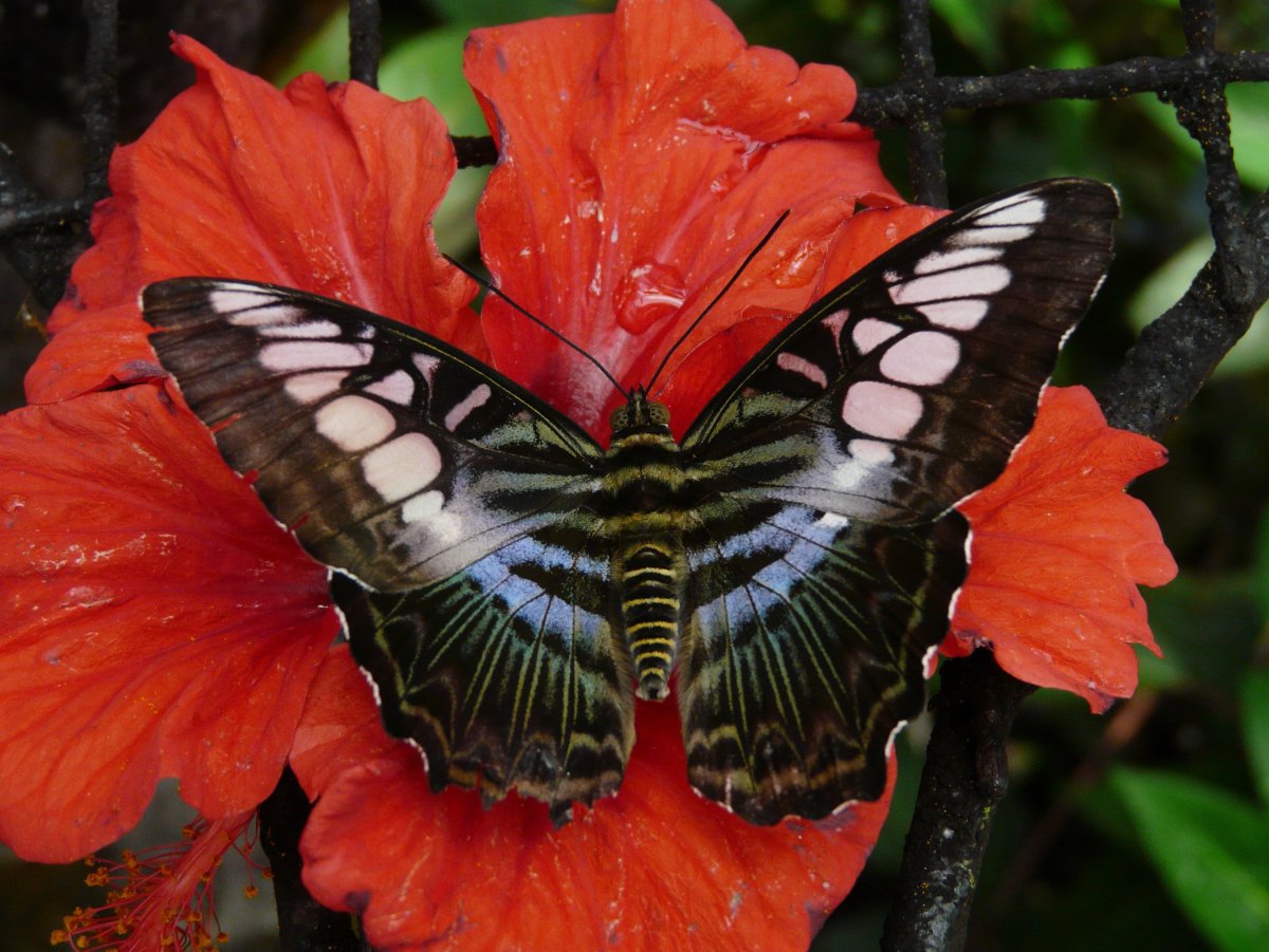 Бабочка черная