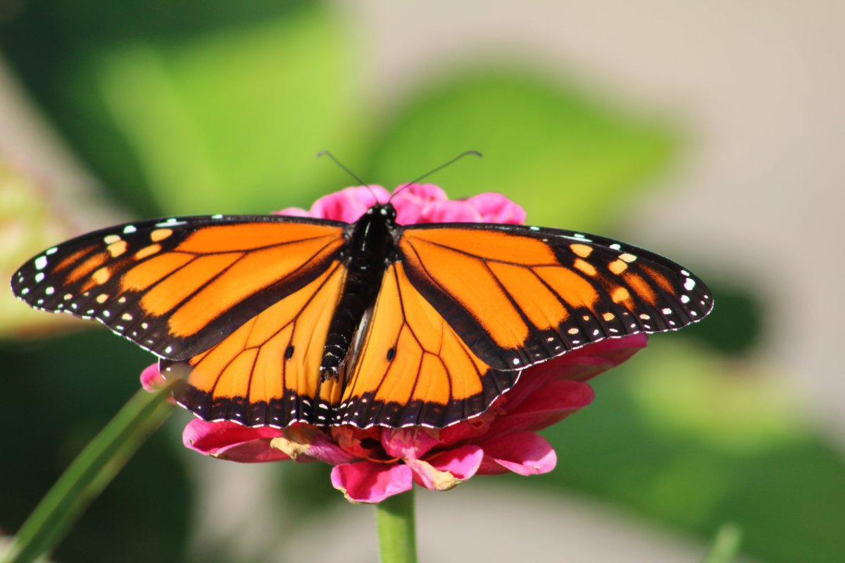 Бабочка парусник Румянцева (Papilio Rumanzovia)