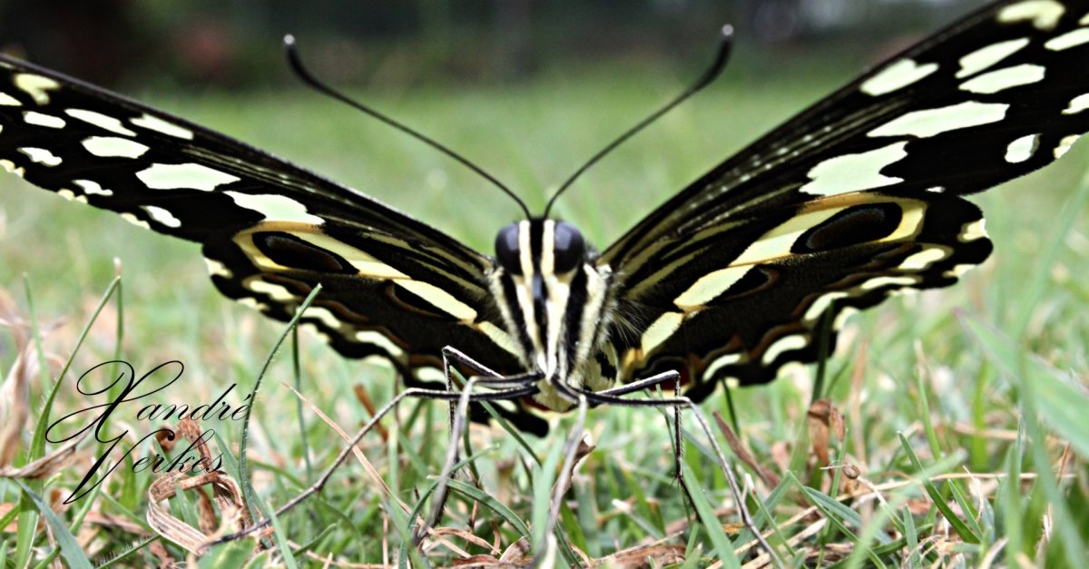 Темные бабочки