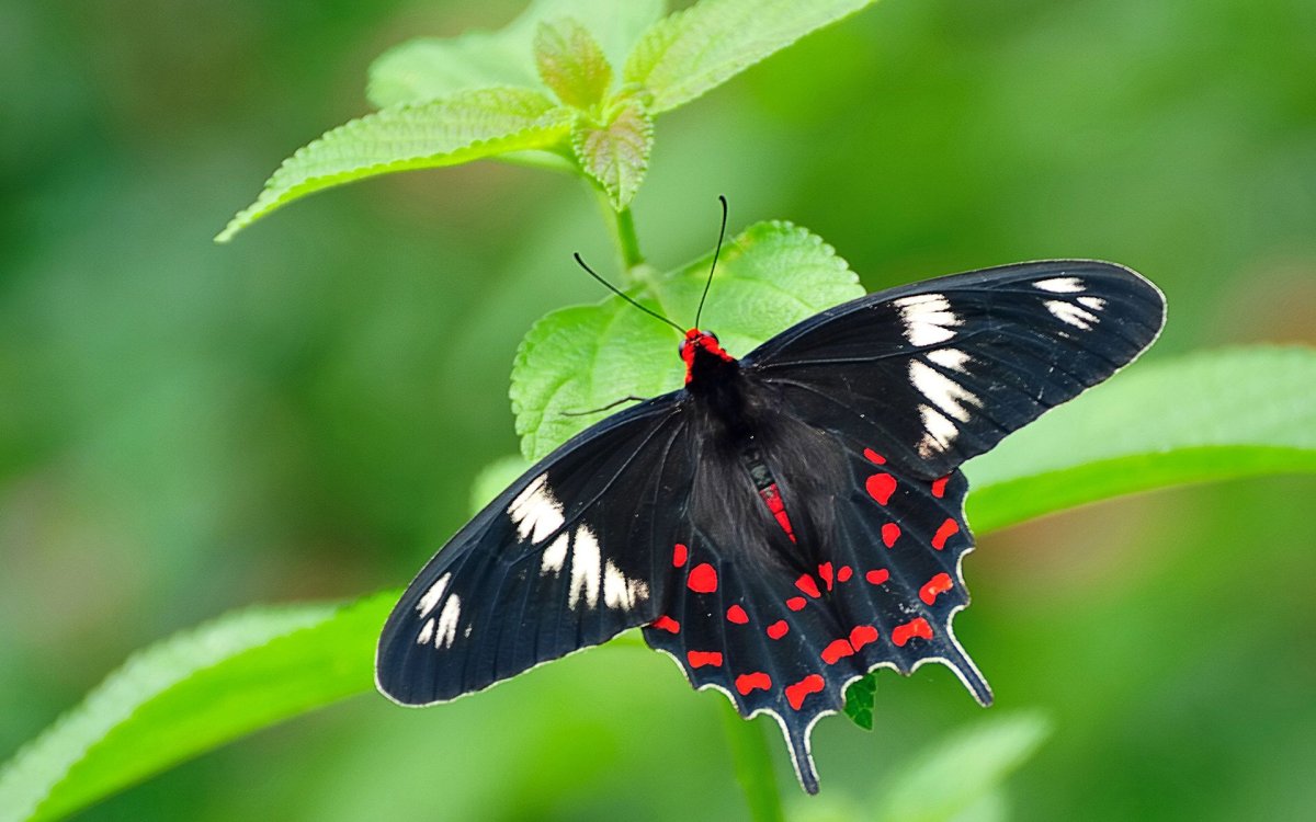 Papilio Protenor