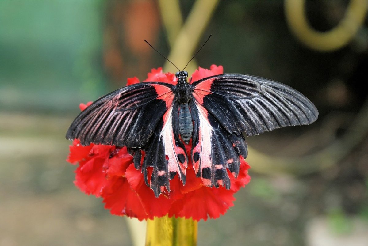 Бабочка Кардинал