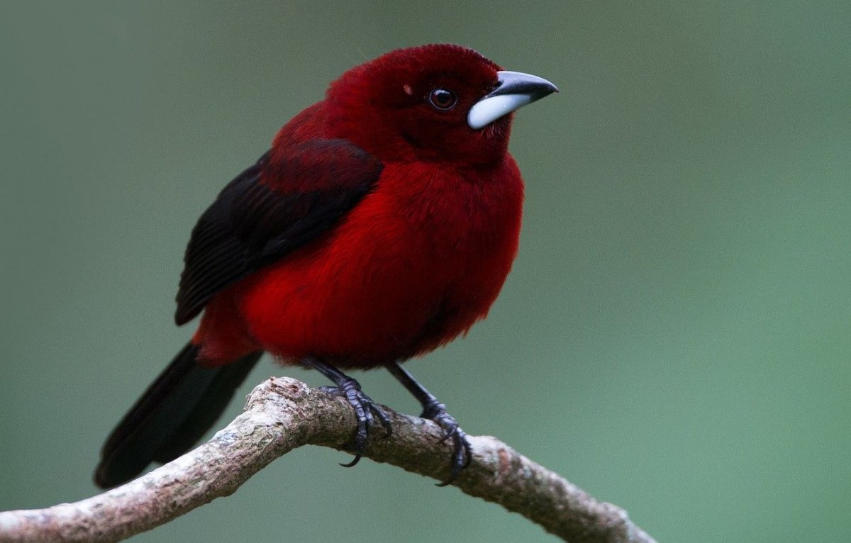 Бабочка Кардинал