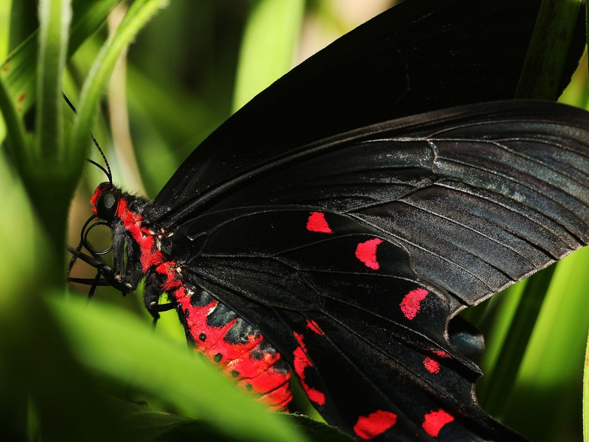 Бабочка черная