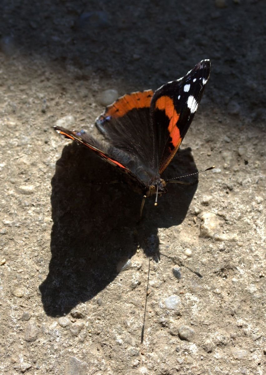Баттерфляй Блэк