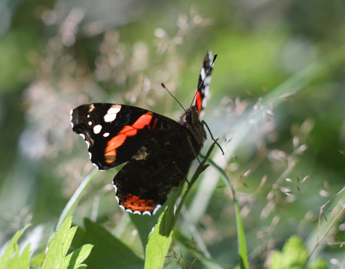 Бабочка Vanessa gonerilla